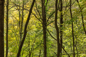 Fototapeta premium Green forest near town of Devin, Rhodope Mountains, Bulgaria