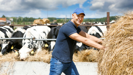 Naklejka na ściany i meble Farmer working on farm with dairy cows