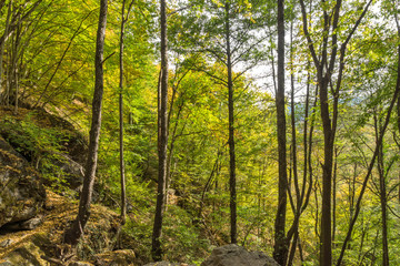 Green forest near town of Devin, Rhodope Mountains, Bulgaria