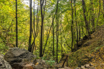 Green forest near town of Devin, Rhodope Mountains, Bulgaria