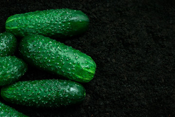vegetable cucumbers ground black background ripe mature green greens several