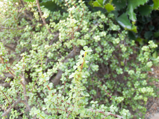 Green branches with blurred background