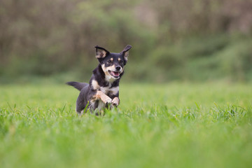 Hund auf der Wiese springt und rennt lebensfroh