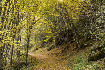 Amazing view of Devin river gorge, Rhodope Mountains, Bulgaria