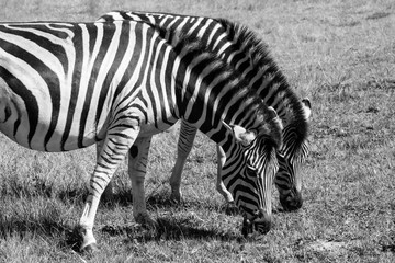 Fototapeta na wymiar Zebras eating grass, photographed in monochrome at Knysna Elephant Park, Garden Route, Western Cape, South Africa.