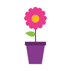 potted flower decoration
