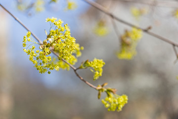 branches with flowers and young green leaves Norway maple (Acer platanoides) in backlight with blurred background and bokeh