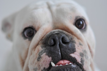 Bulldog branco