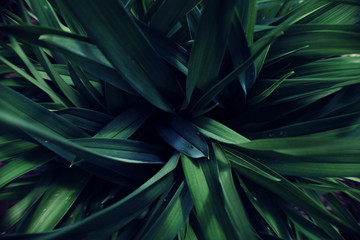 Naklejka na ściany i meble Green background of plant leaves. Fresh spring tropical greens. Abstract floral background.