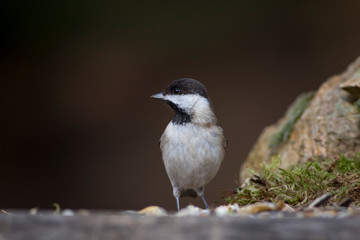 Cute little forest bird. Dark nature background. Bird: Sombre Tit. Poecile lugubris.