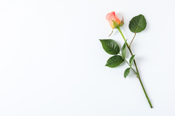 Beautiful orange rose on white background, space for text