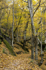 Amazing view of Devin river gorge, Rhodope Mountains, Bulgaria