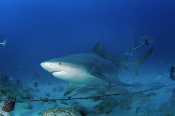 Naklejka premium bull shark, carcharhinus leucas, zambezi shark