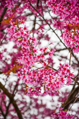  Chrry blossoms with white blackground.