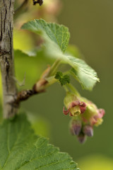 Blüte einer Roten Johannisbeere