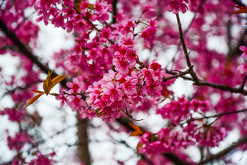 Sakura flower  bloom on the tree.