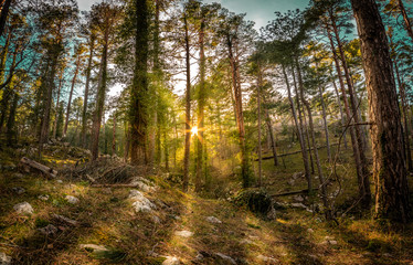 Obraz premium the Enchanted Forest