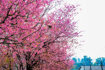 Sakura trees are blooming  in full bloom .