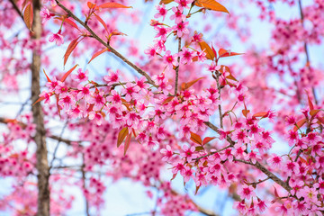 Close up of  cherry blossoms with sky.