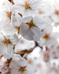 Cherry blossom at Yoyogi Park in Tokyo, Japan