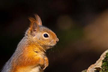 Cute squirrel. Nature background. 