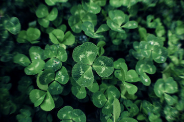 Green background of plant leaves. Fresh spring tropical greens. Abstract floral background.