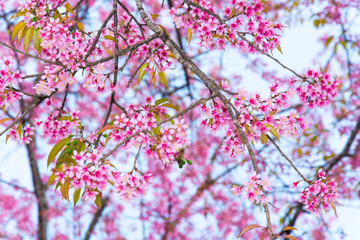 Close up of  cherry blossoms with leaves changing color.