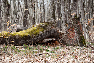 Stem diseases of the forest.