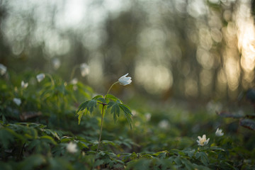 Spring forest flower Anemone nemorosa in the backyard evening light on a blurry background with the original bokeh