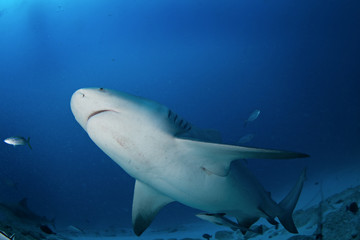 Obraz premium bull shark, carcharhinus leucas, zambezi shark