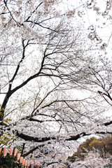 Cherry blossom at Ueno Park in Tokyo, Japan