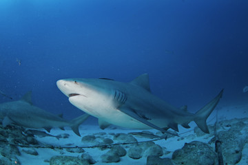 Naklejka premium bull shark, carcharhinus leucas, zambezi shark