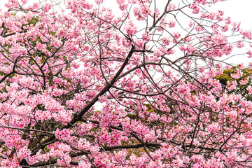Pink Cherry blossom at Ueno Park in Tokyo, Japan