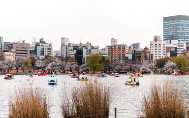 Little lake at Ueno Park with pedal boats in Tokyo, Japan