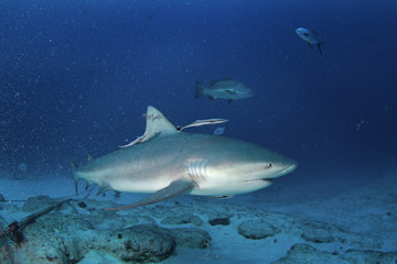 bull shark, carcharhinus leucas, zambezi shark