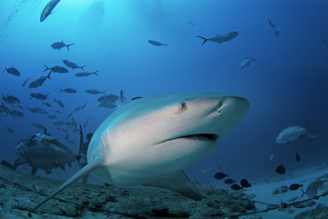 Obraz na płótnie Canvas bull shark, carcharhinus leucas, zambezi shark