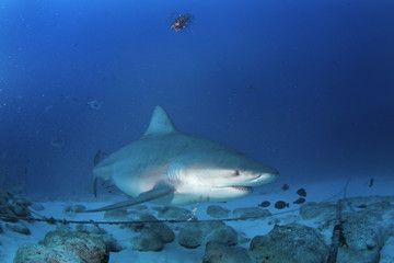 bull shark, carcharhinus leucas, zambezi shark