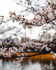 Cherry blossom at Ueno Park in Tokyo, Japan