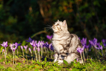 Naklejka na ściany i meble British Kurzhaar Katze im Frühling