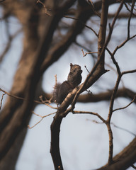 Black Squirrel in a Tree