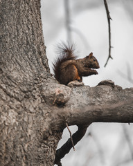 Black Squirrel in a Tree