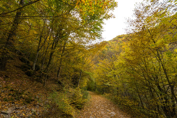 Obraz premium Amazing view of Devin river gorge, Rhodope Mountains, Bulgaria