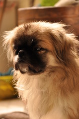 Cachorro sob luz natural