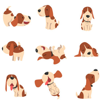 Cute beagle dog in various poses set, funny animal cartoon character vector Illustration on a white background