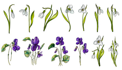 Vector set of colors of snowdrop and violets