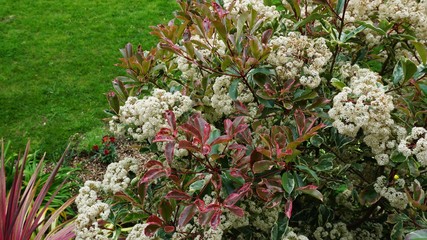 Flores coloridas sobre cesped