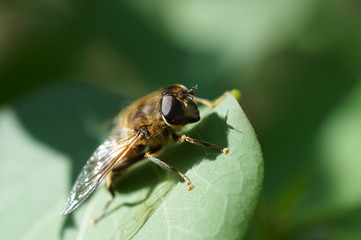 Весна 2018 Трутень