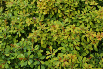 Green background of plant leaves. Fresh spring tropical greens. Abstract floral background.