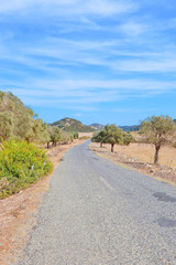 Fototapeta na wymiar Remote country road surrounded by dried subtropical landscape in Karpas Peninsula, Northern Cyprus. The Turkish part of Cyprus is an off the beaten track destination with almost no tourists. 