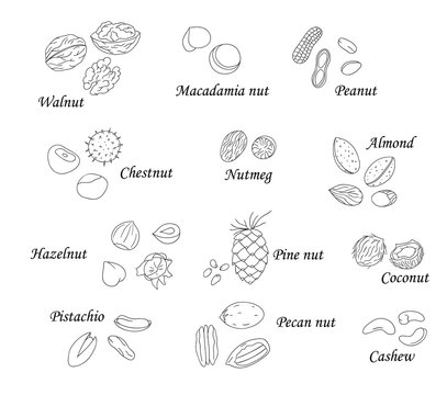 Vector set of black and white nuts. Collection of  isolated monochrome hazel nut, walnut, pistachio, peanut, almond, coconut, pecan, pine nut,